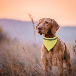 Collar Bandana